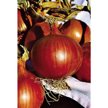 OIGNON BRONZÉ d'AMPOSTA 2