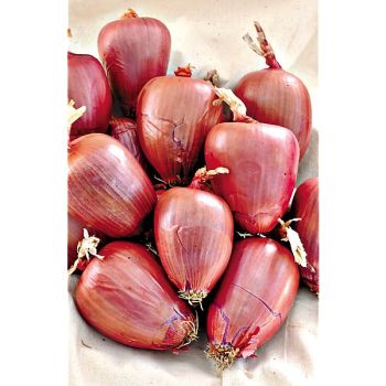 OIGNON rouge RAMATA di MILANO 2