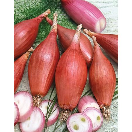 OIGNON ROUGE LONG de FLORENCE race SIMIANE (rossa lunga di Firenze)