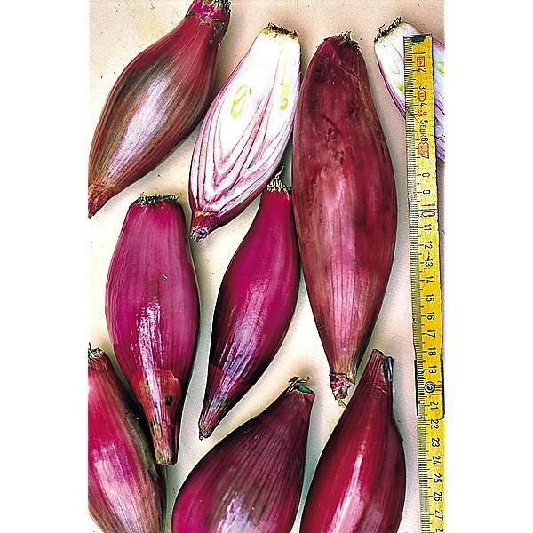 OIGNON ROUGE LONG de FLORENCE race SIMIANE...