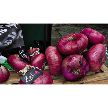 OIGNON ROJA de ZALLA