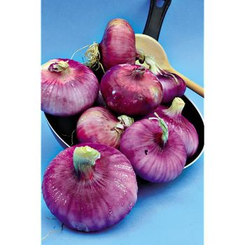 OIGNON ROUGE de TOULOUGES