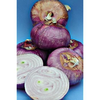 OIGNON ROUGE de TOULOUGES 2