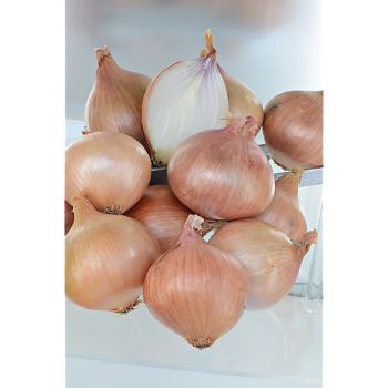 OIGNON KERAVEL type ROSÉ de ROSCOFF