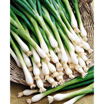 OIGNON SUMMER ISLAND