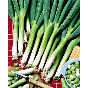 OIGNON ISHIKURA LONG WHITE Bio