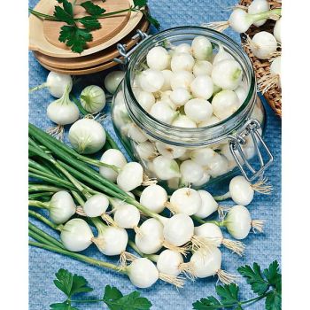 OIGNON EXTRA HÂTIF de BARLETTA