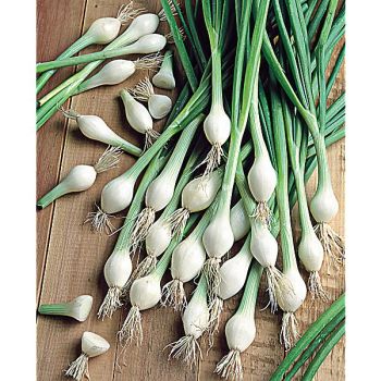 OIGNON BLANC de LISBONNE Bio 2