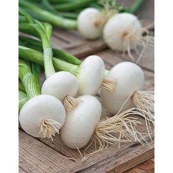 OIGNON TRÈS HÂTIF de VAUGIRARD 2