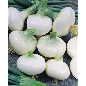 OIGNON blanc de PARIS