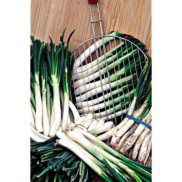 OIGNON CALÇOT ou BLANCA GRANDE TARDIA de LERIDA