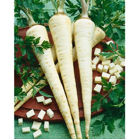 GRAINES de PERSILS TUBÉREUX