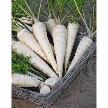 PERSIL TUBÉREUX HALFLANGE race PERFECTA