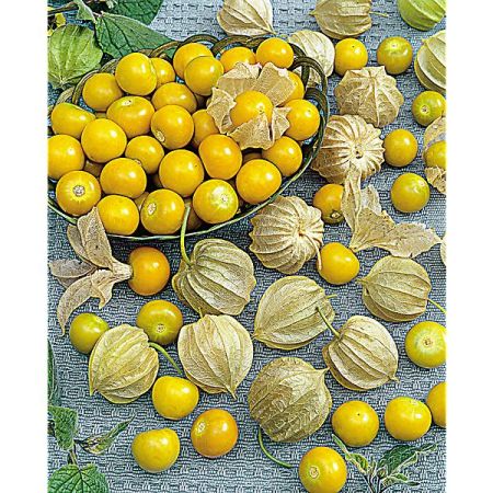 GRAINES de PHYSALIS