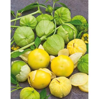 PHYSALIS ixocarpa AMARYLLA