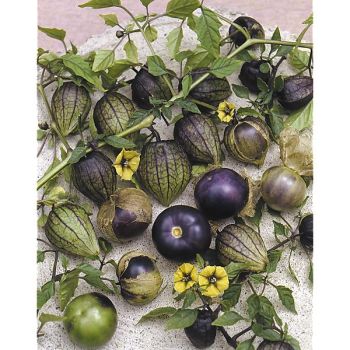 PHYSALIS ixocarpa POURPRE