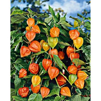 PHYSALIS alkekengi var. FRANCHETTI