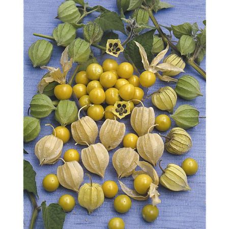 GRAINES de PHYSALIS