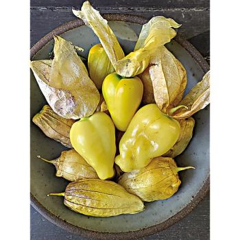 PHYSALIS ixocarpa QUEEN of MALINALCO