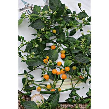 PIMENT AJI CHARAPITA YELLOW (c. chinense) 2