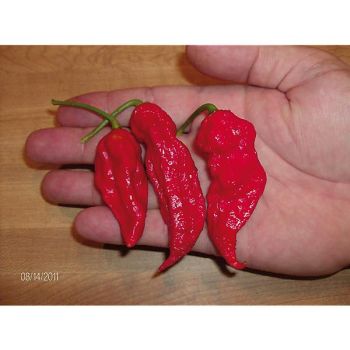 PIMENT BHUT JOLOKIA RED (c. frutescens)