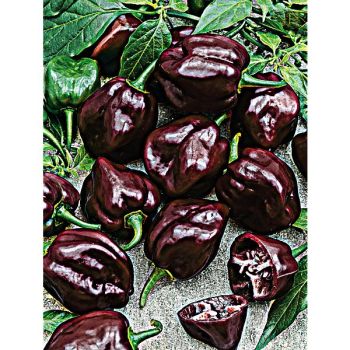 PIMENT HABANERO CHOCOLAT (c. chinense) 2