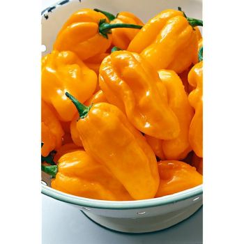 PIMENT HABANERO BIG SUN (c. chinense)