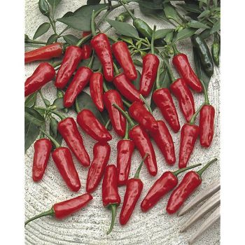 PIMENT PILI-PILI ou PIMENT OISEAU (c. frutescens) 2