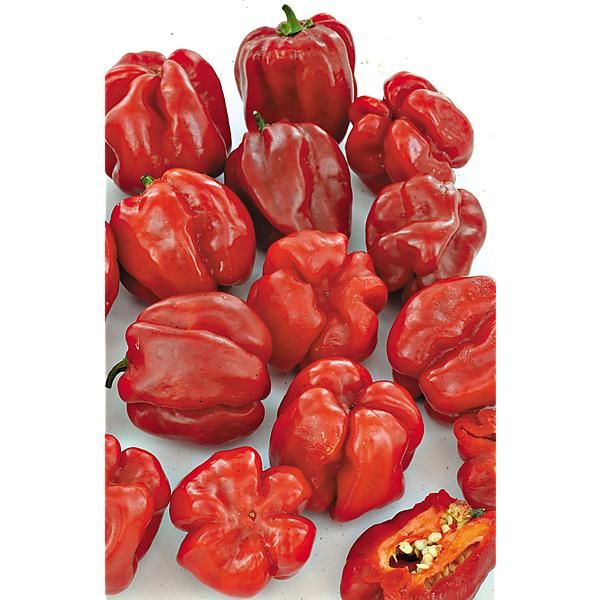 PIMENT CARIBBEAN RED (c. chinense)