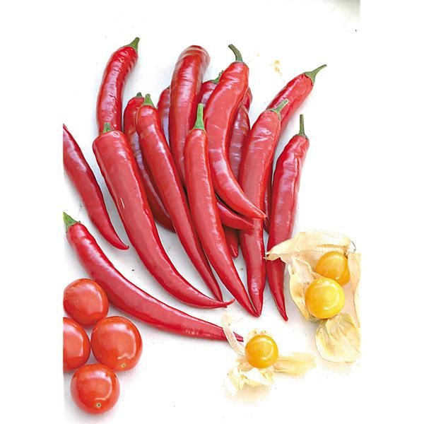 PIMENT SUCETTE de PROVENCE