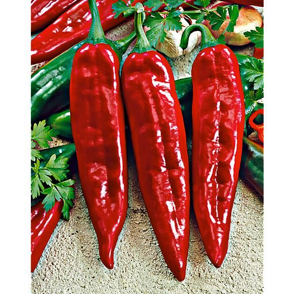PIMENT ANAHEIM CHILI ou piment du Nouveau Mexique