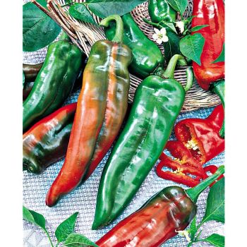 PIMENT ANAHEIM CHILI ou piment du Nouveau Mexique 2