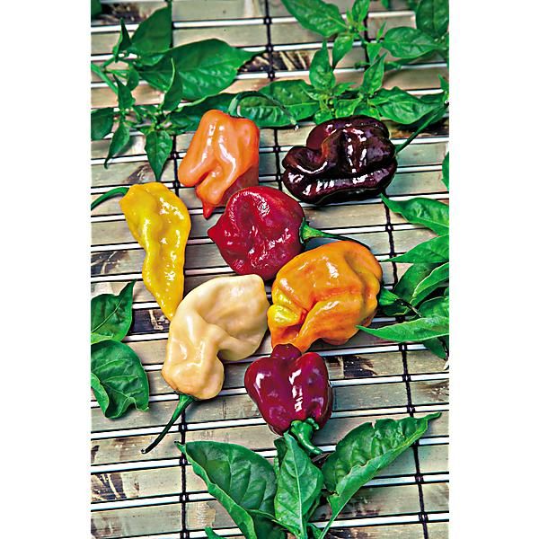 PIMENT HABANERO MIX (c. chinense)