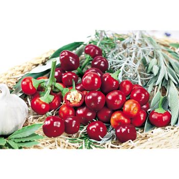 PIMENT BOULE de FEU (c. chinense)