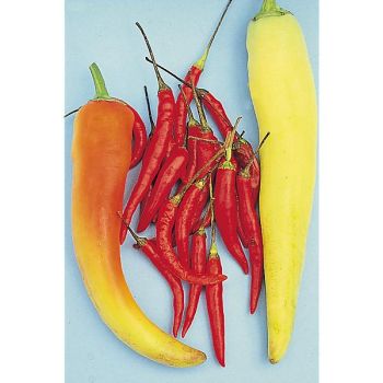 PIMENT de THAÏLANDE