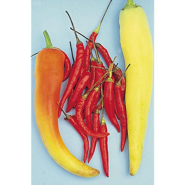 PIMENT de THAÏLANDE
