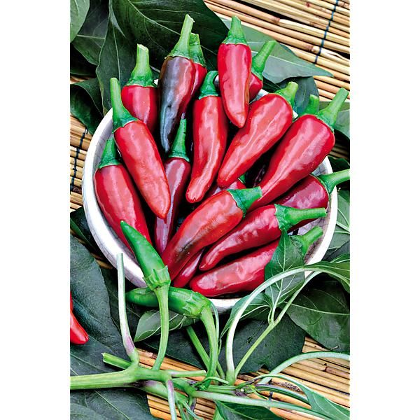 PIMENT AJI DELIGHT (c. baccatum)