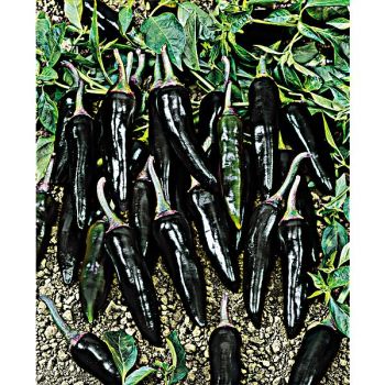 PIMENT MACHU PICHU (c. chinense)