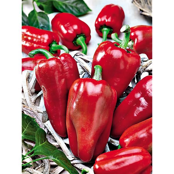 PIMENT BAKLOUTI