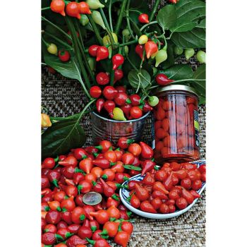 PIMENT BIQUINHO dit petit bec ROUGE brillant à maturité...