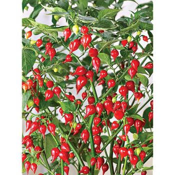 PIMENT BIQUINHO dit petit bec ROUGE brillant à maturité... 2