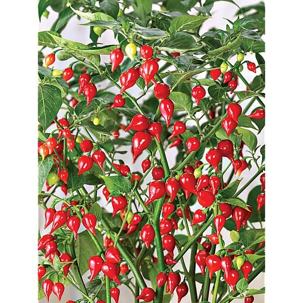 PIMENT BIQUINHO dit petit bec ROUGE brillant à...