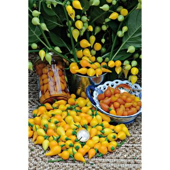 PIMENT BIQUINHO dit petit bec JAUNE doré à maturité (c....