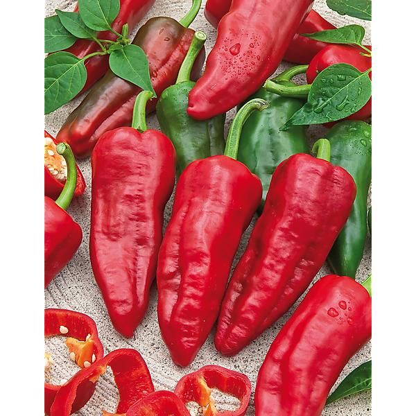 PIMENT PADRON