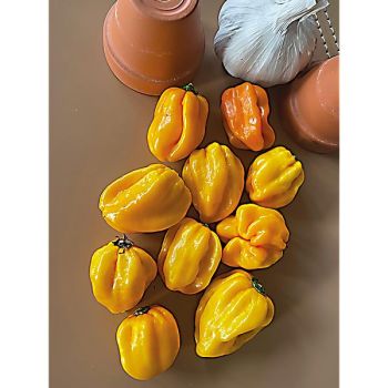 PIMENT Madame JEANETTE