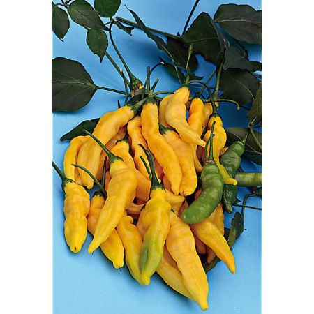 PIMENT HOT LEMON ou LEMON DROP (c. baccatum)