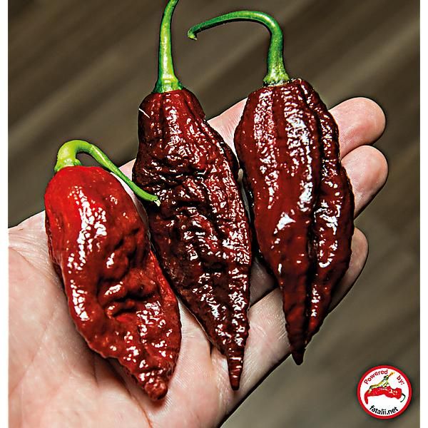 PIMENT NAGA MORICH CHOCOLATE (c. chinense)