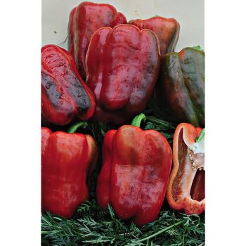 POIVRON F1 STUFF ENUFF 2