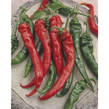 POIVRON DOUX TRÈS LONG des LANDES