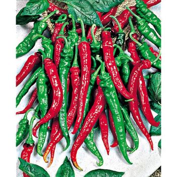 POIVRON DOUX TRÈS LONG des LANDES 2